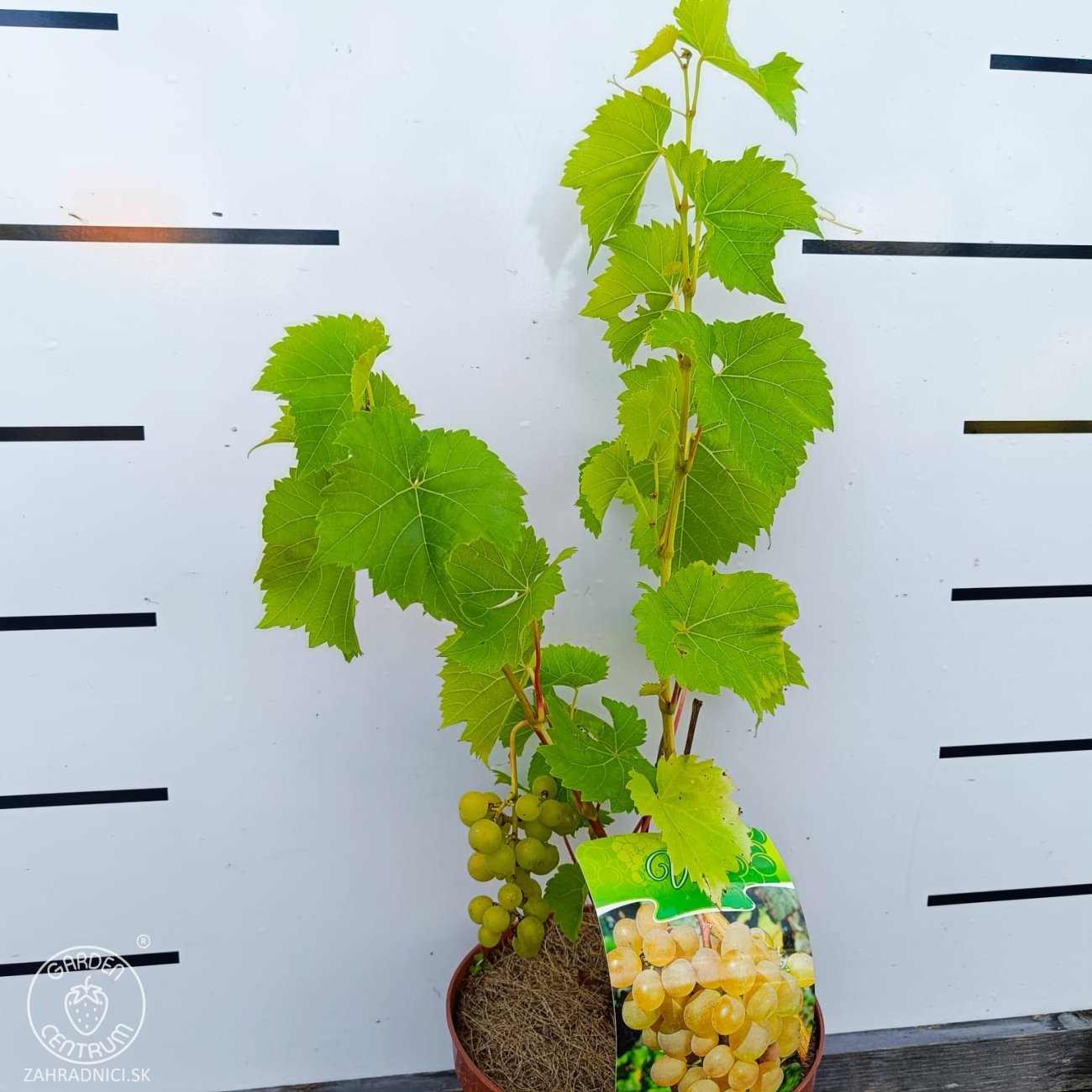 Obrázok Vinič (Vitis Vinifera) ‘SEYVAL BLANC’- výška 50-70 cm, kont. C3L